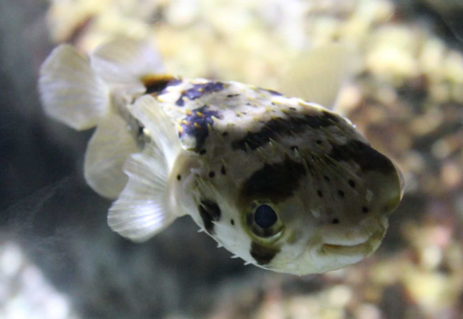 Black-blotched Puffer