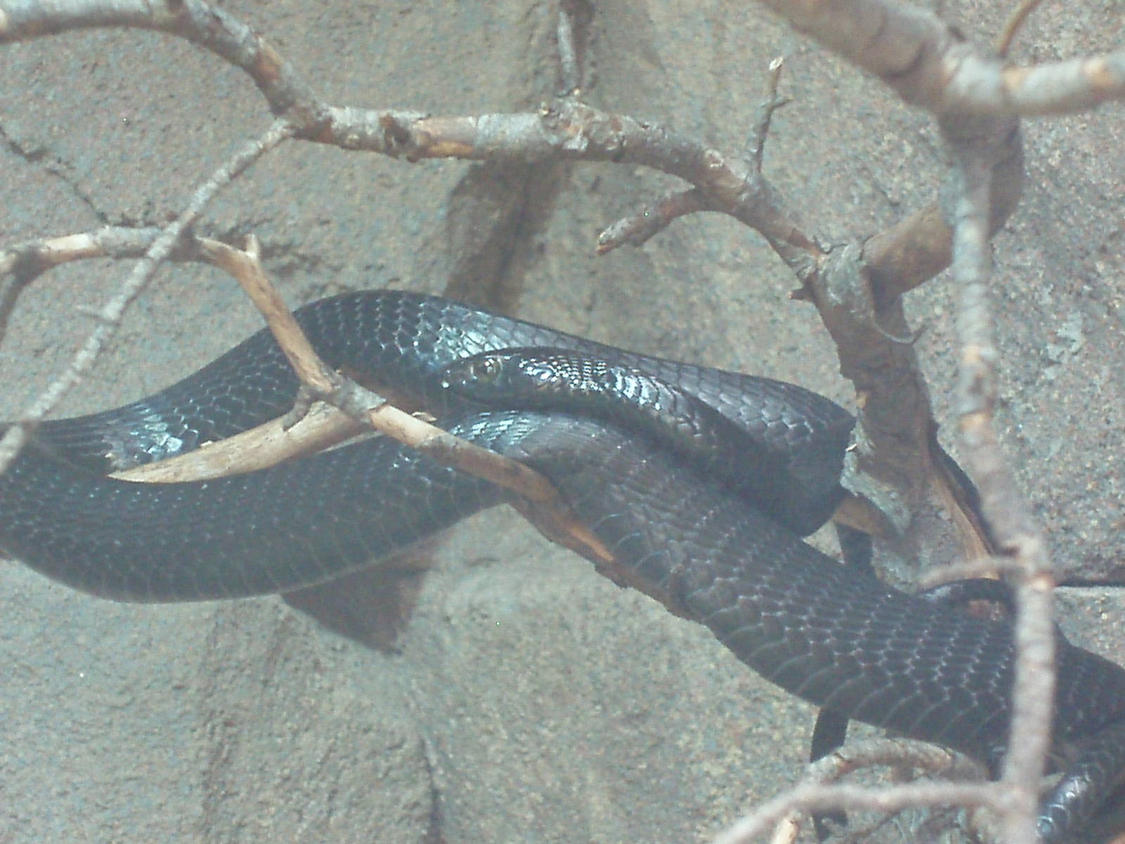 (Black) Boomslang