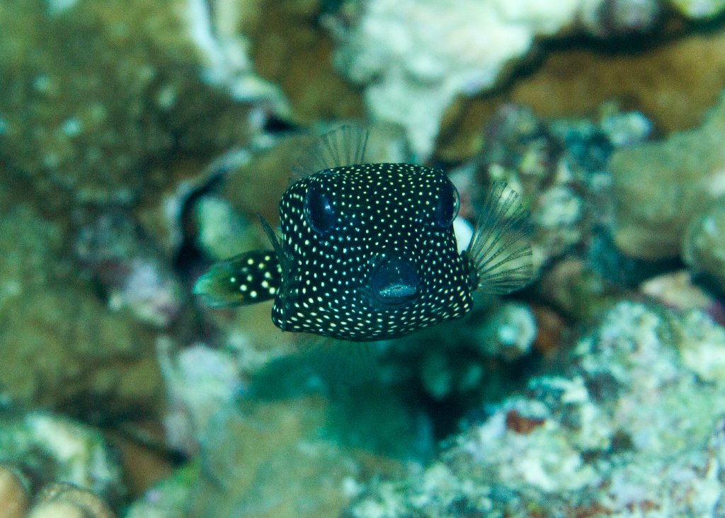 Black Boxfish