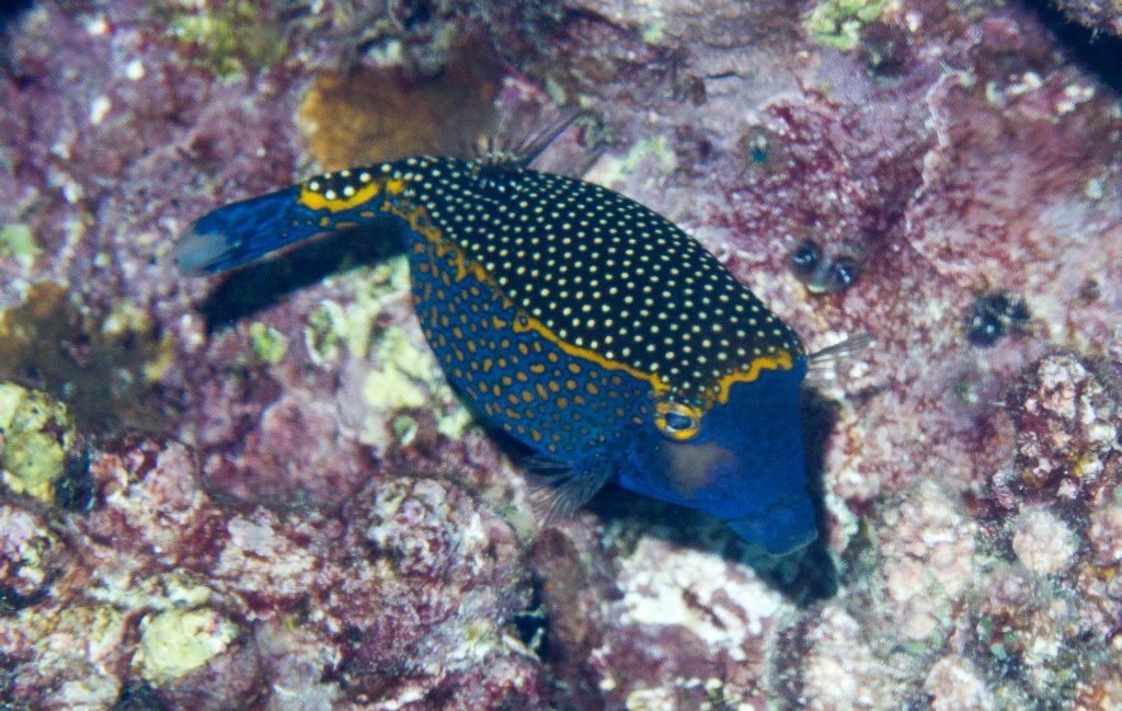 Black Boxfish