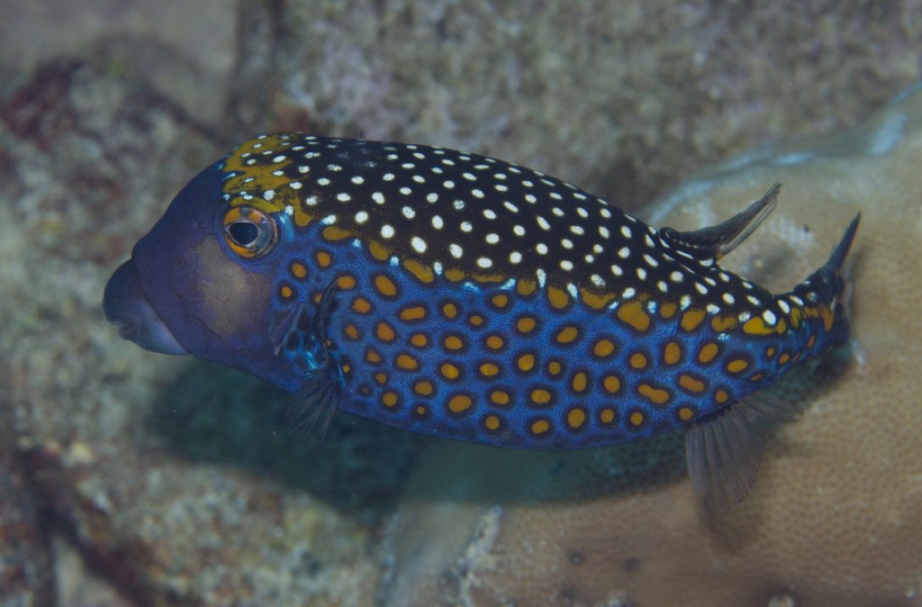 Black Boxfish