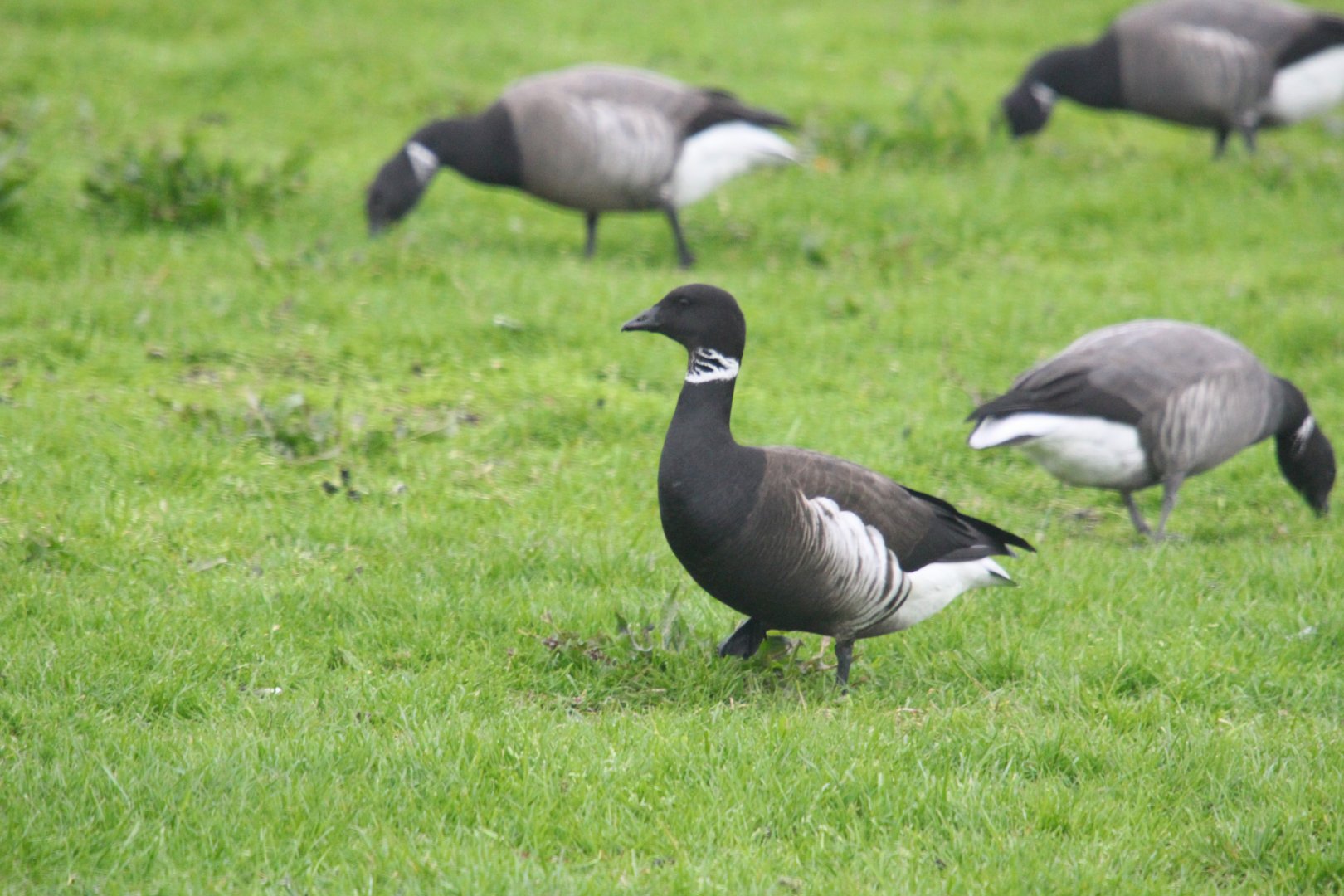 Black Brant goose & Brant goose