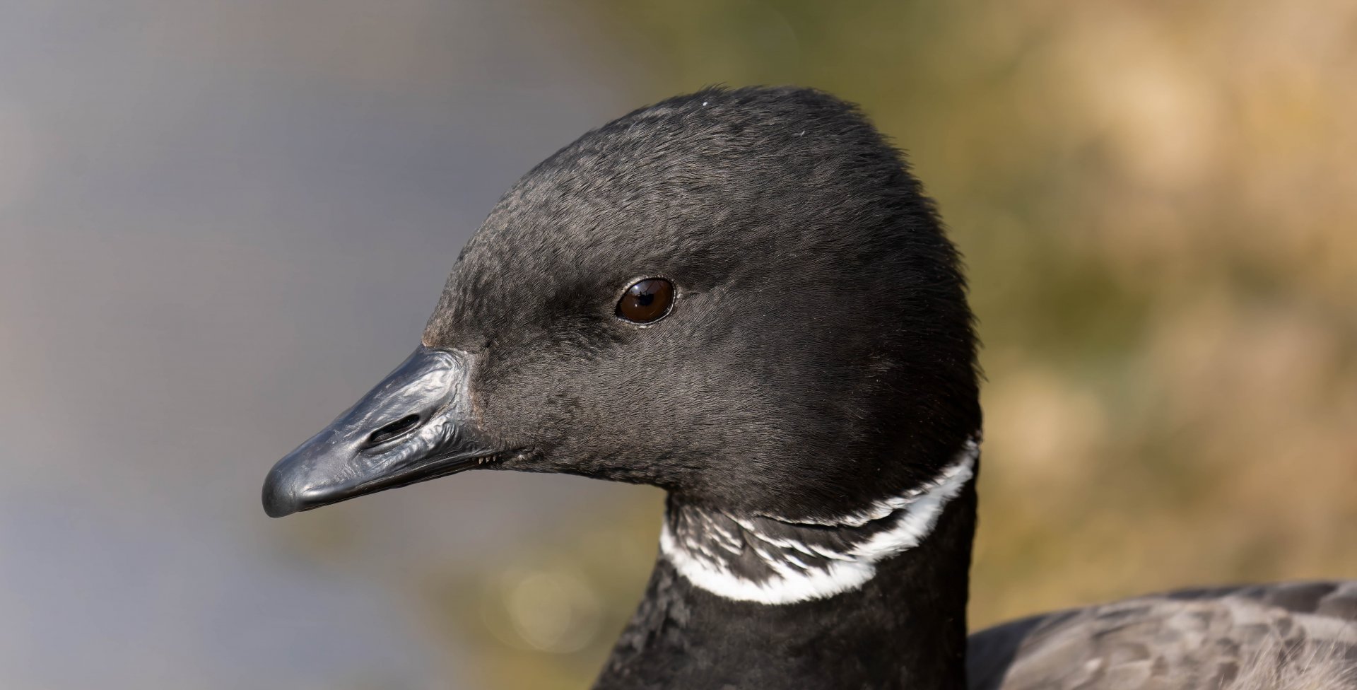 Black Brant Goose, WWT Slimbridge, UK