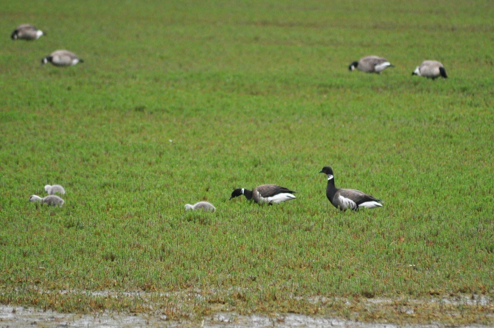 “Black” Brants - Alaska