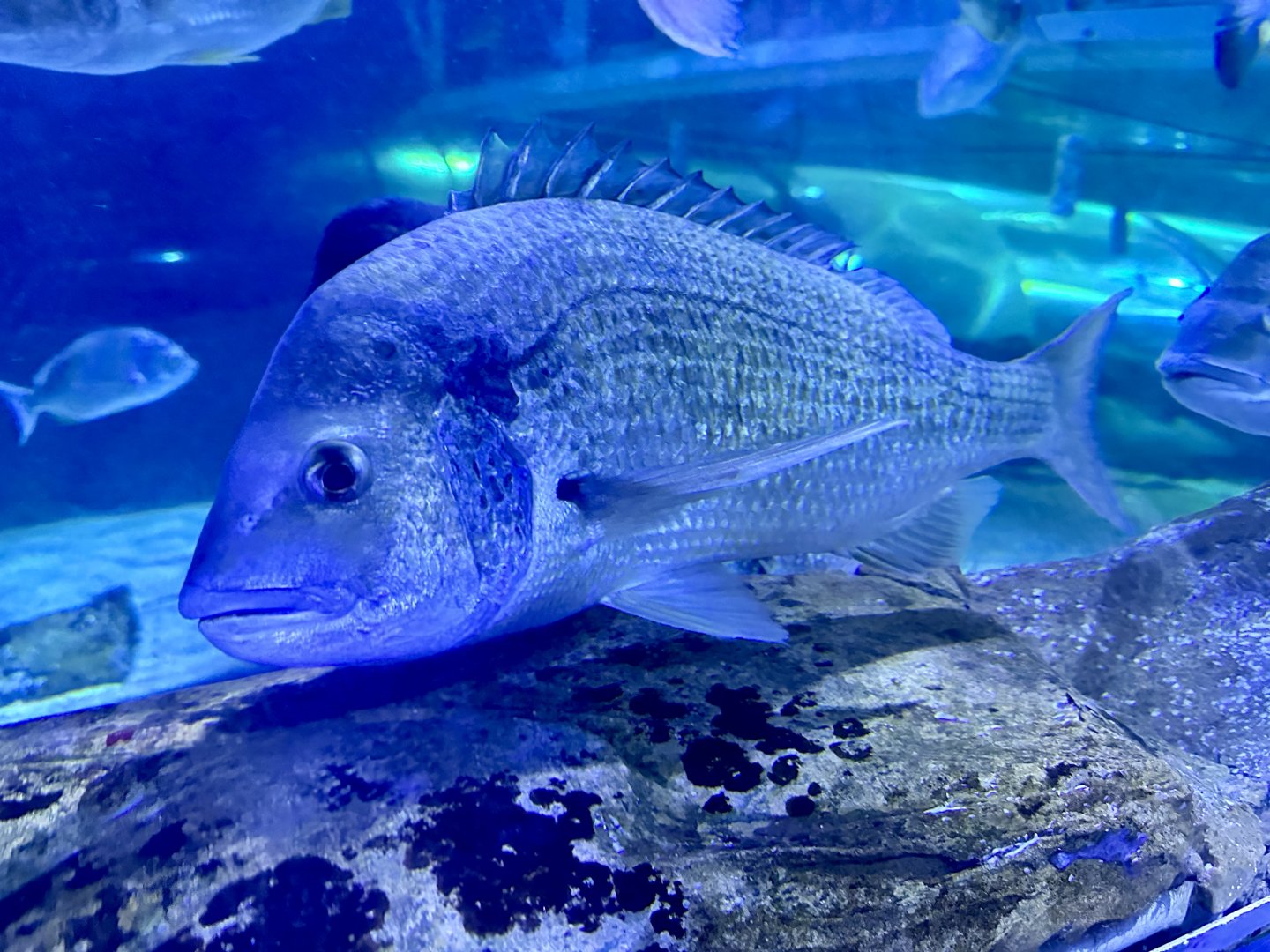 Black bream (Acanthopagrus butcheri)