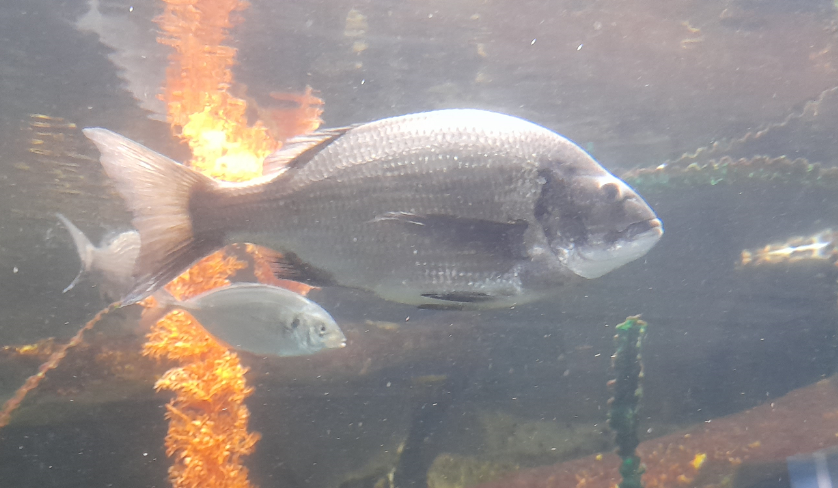 Black Bream