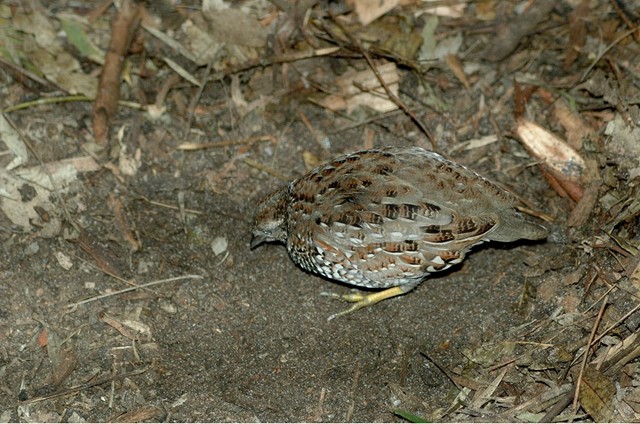Black-Breasted Button-Quail Making Platelet