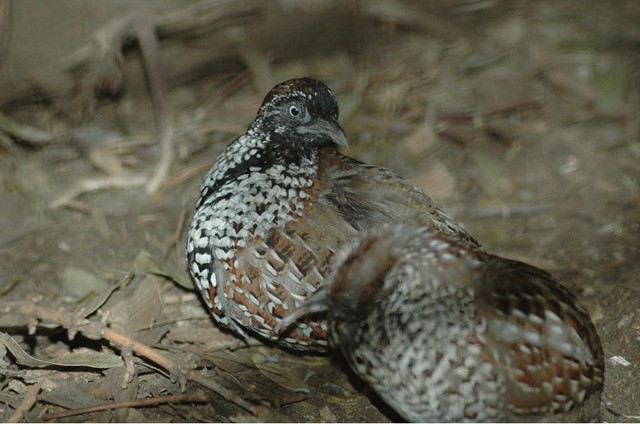 Black-Breasted Button-Quail