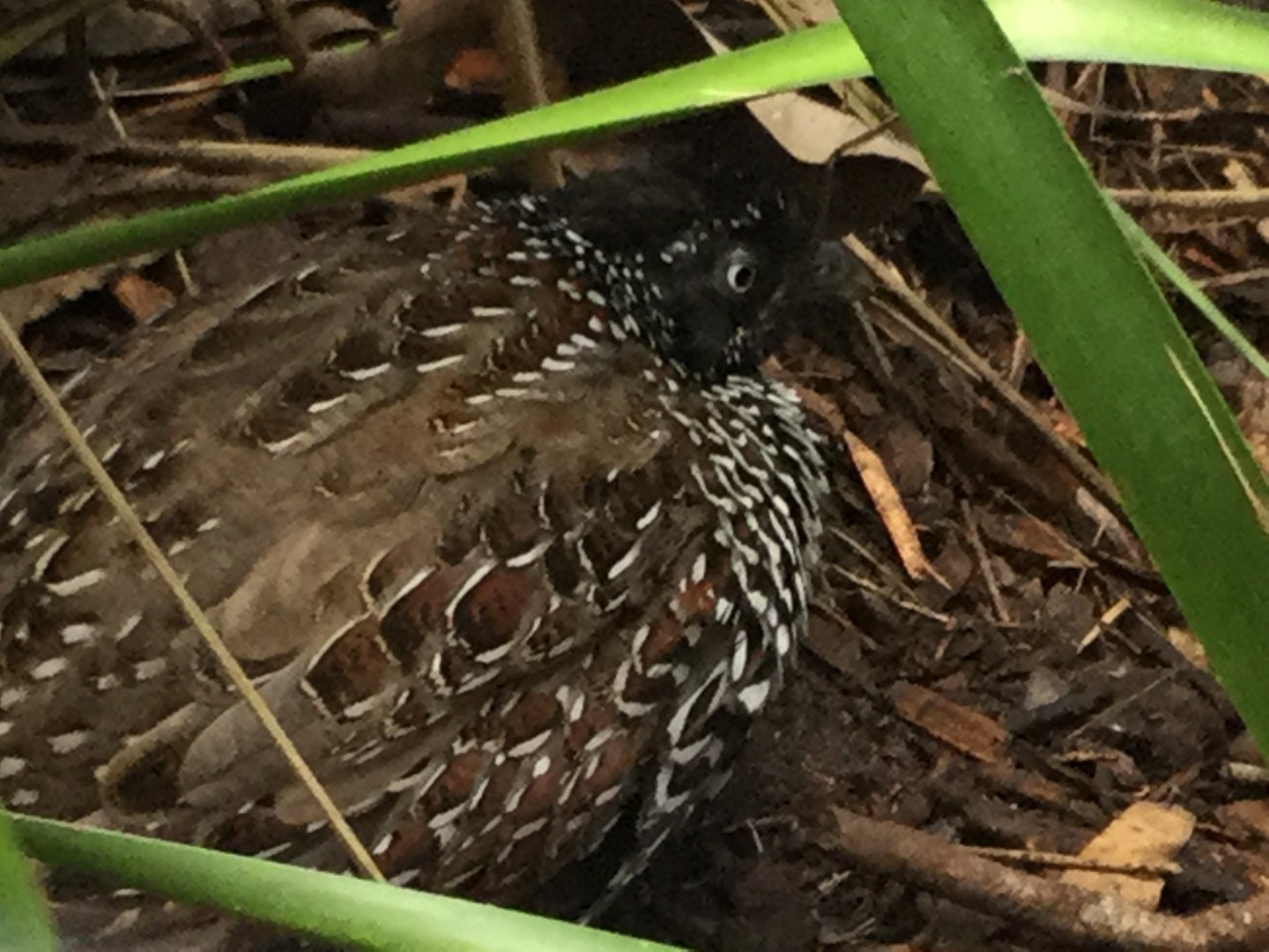 Black Breasted Button Quail