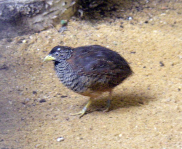 Black-breasted Buttonquail (Turnix suscitator)