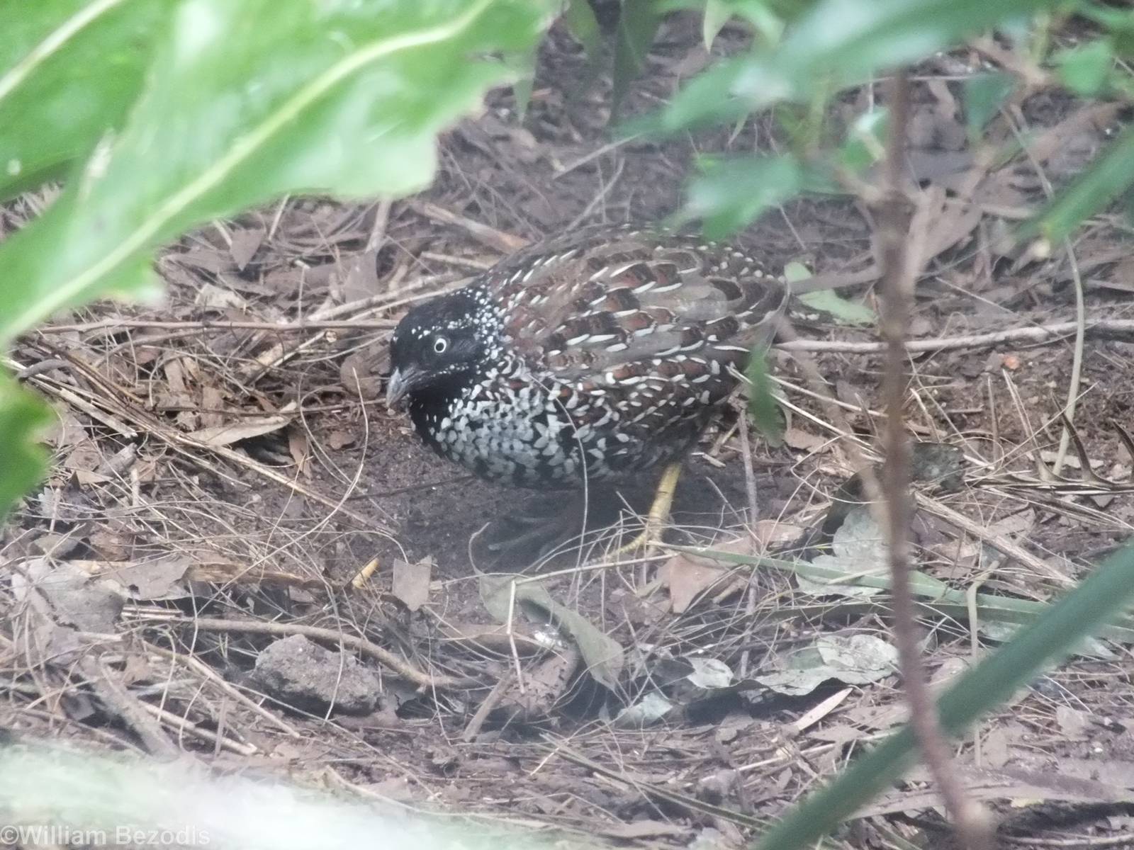 Black-breasted Buttonquail