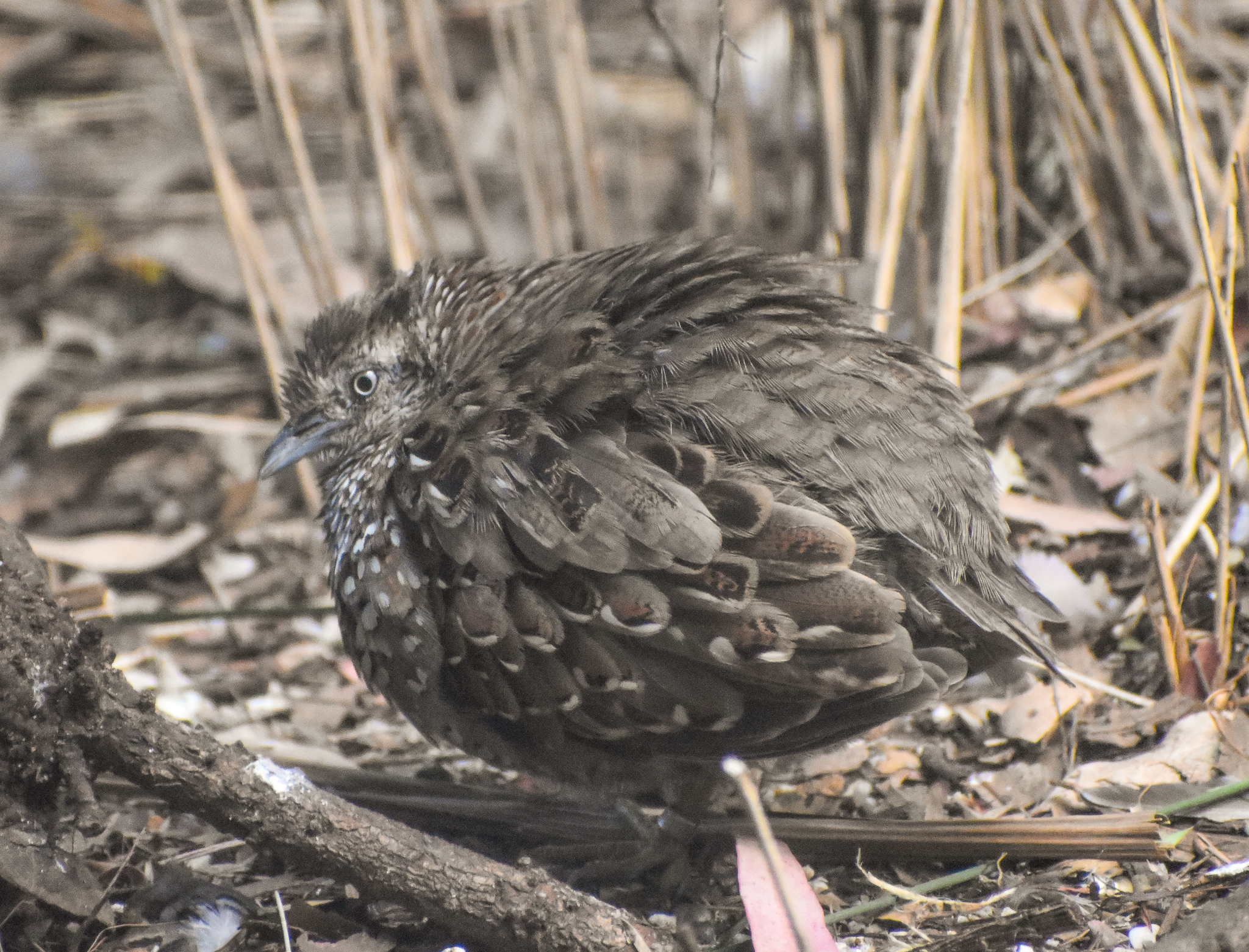 Black-breasted Buttonquail