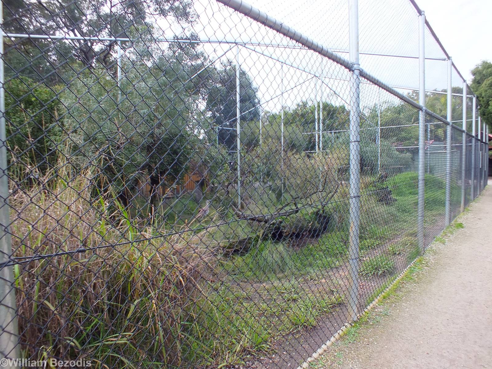 Black-breasted Buzzard Aviary - Caversham Wildlife Park
