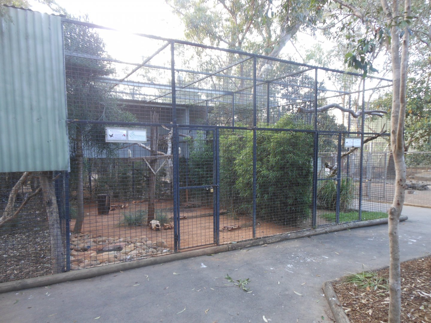 Black-breasted Buzzard aviary