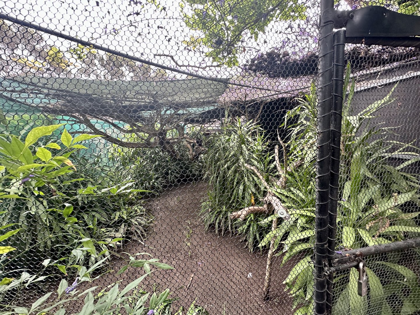 Black-breasted Buzzard Aviary