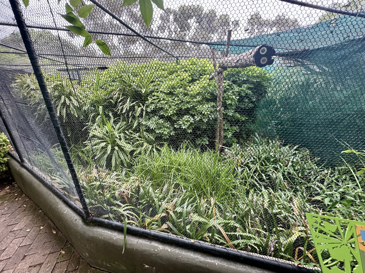 Black-breasted Buzzard Aviary