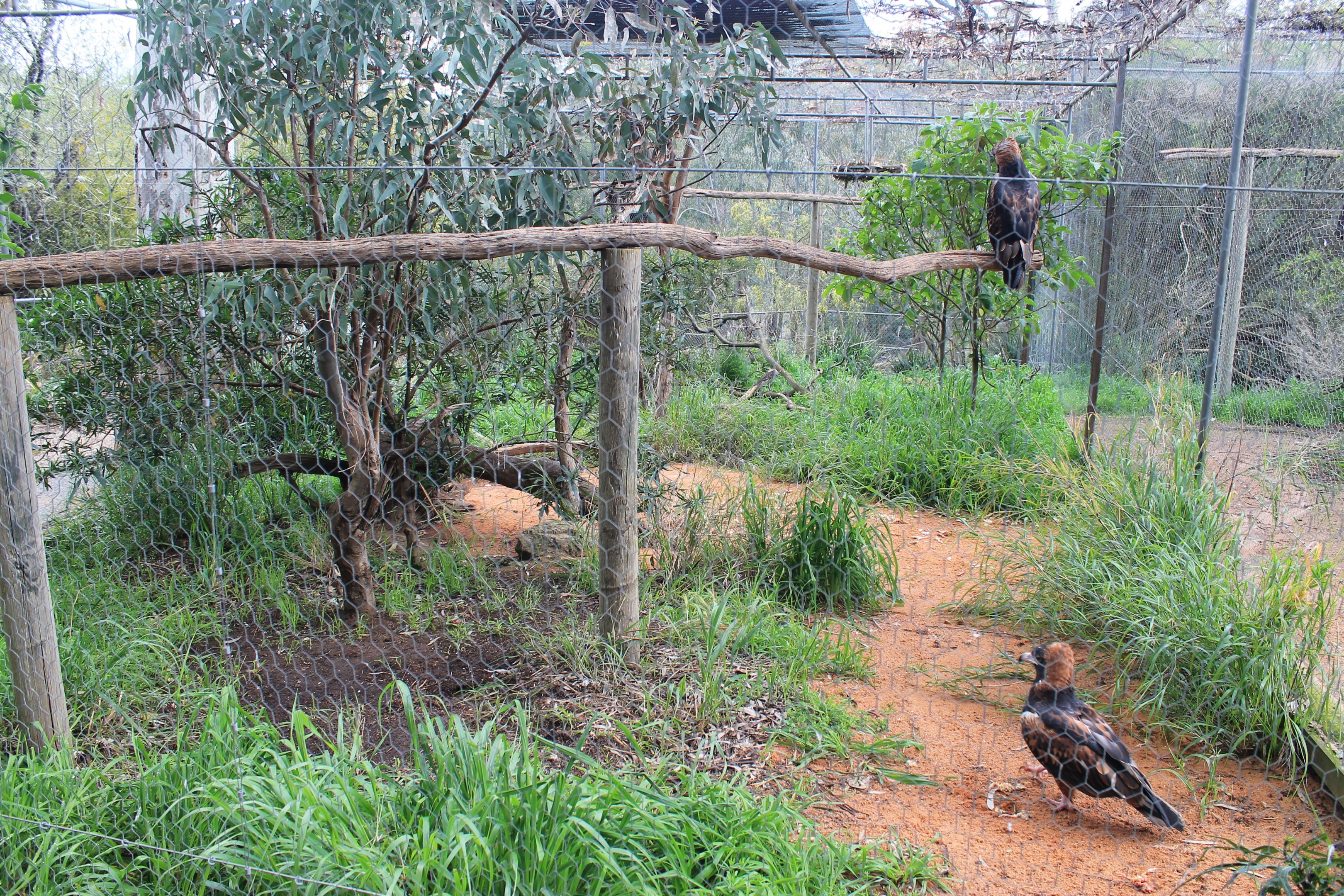 Black-breasted Buzzard aviary