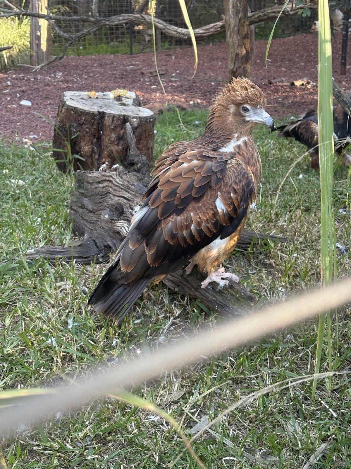 Black-Breasted Buzzard Fledgling