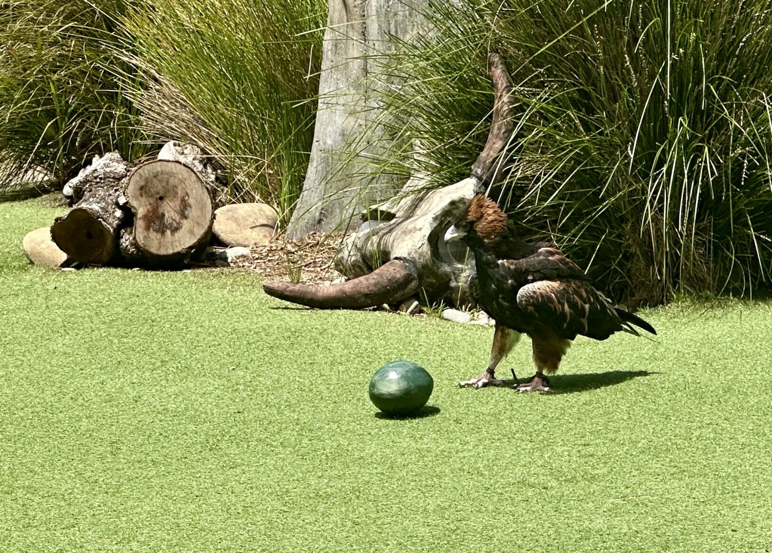 Black-breasted buzzard (Hamirostra melanosternon)