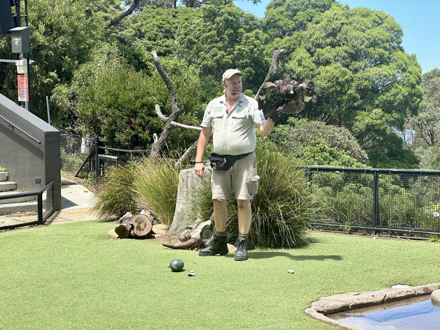 Black-breasted buzzard (Hamirostra melanosternon)