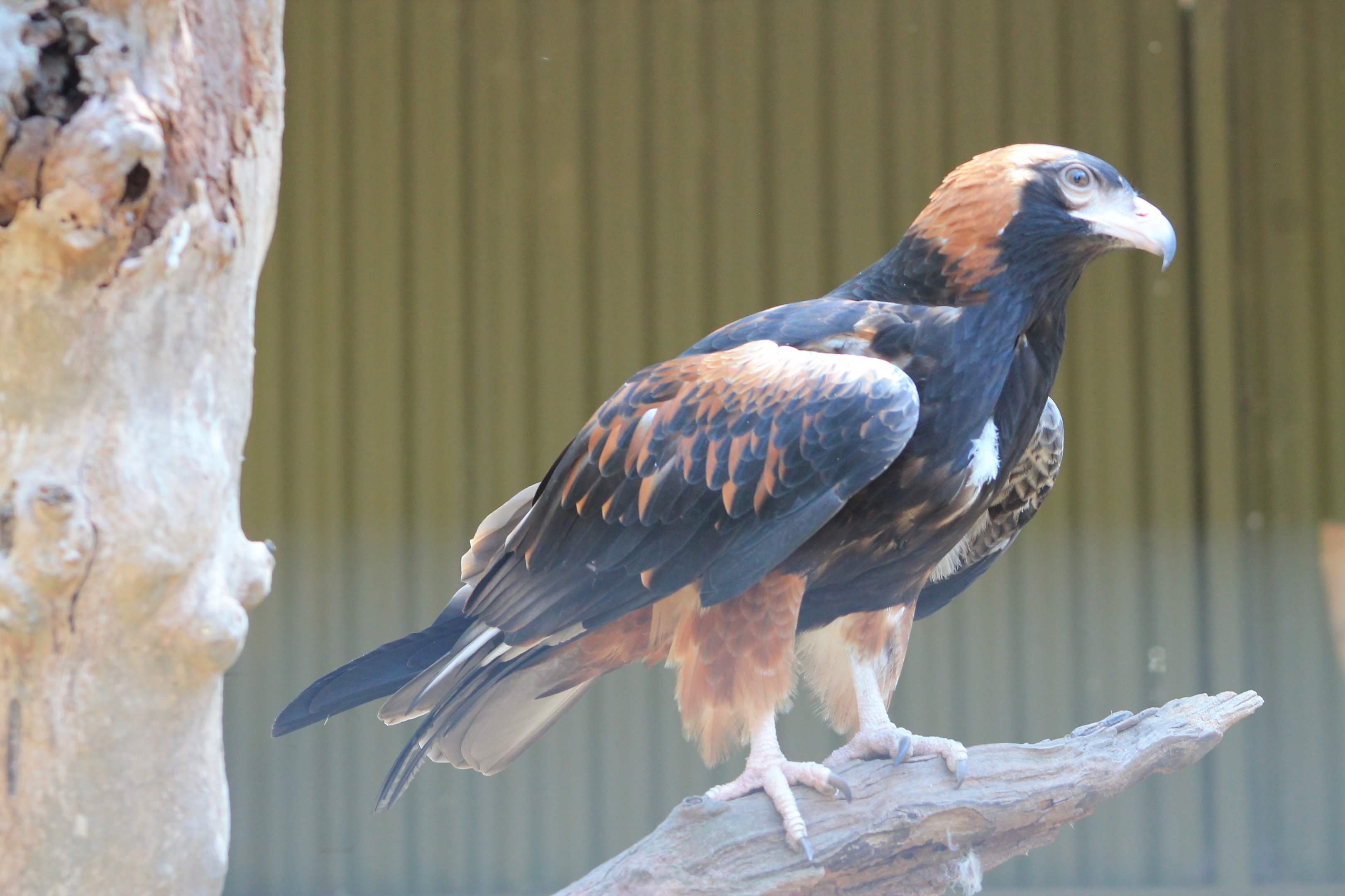 Black-breasted Buzzard (Hamirostra melanosternon)