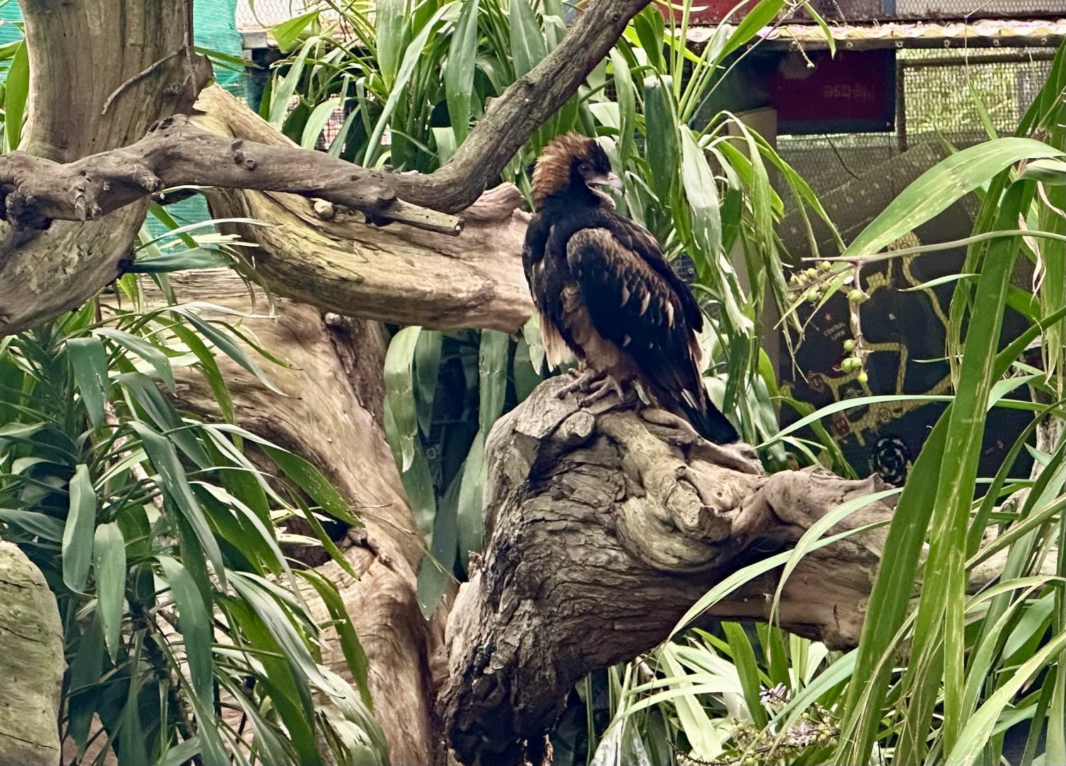 Black-breasted buzzard (Hamirostra melanosternon)