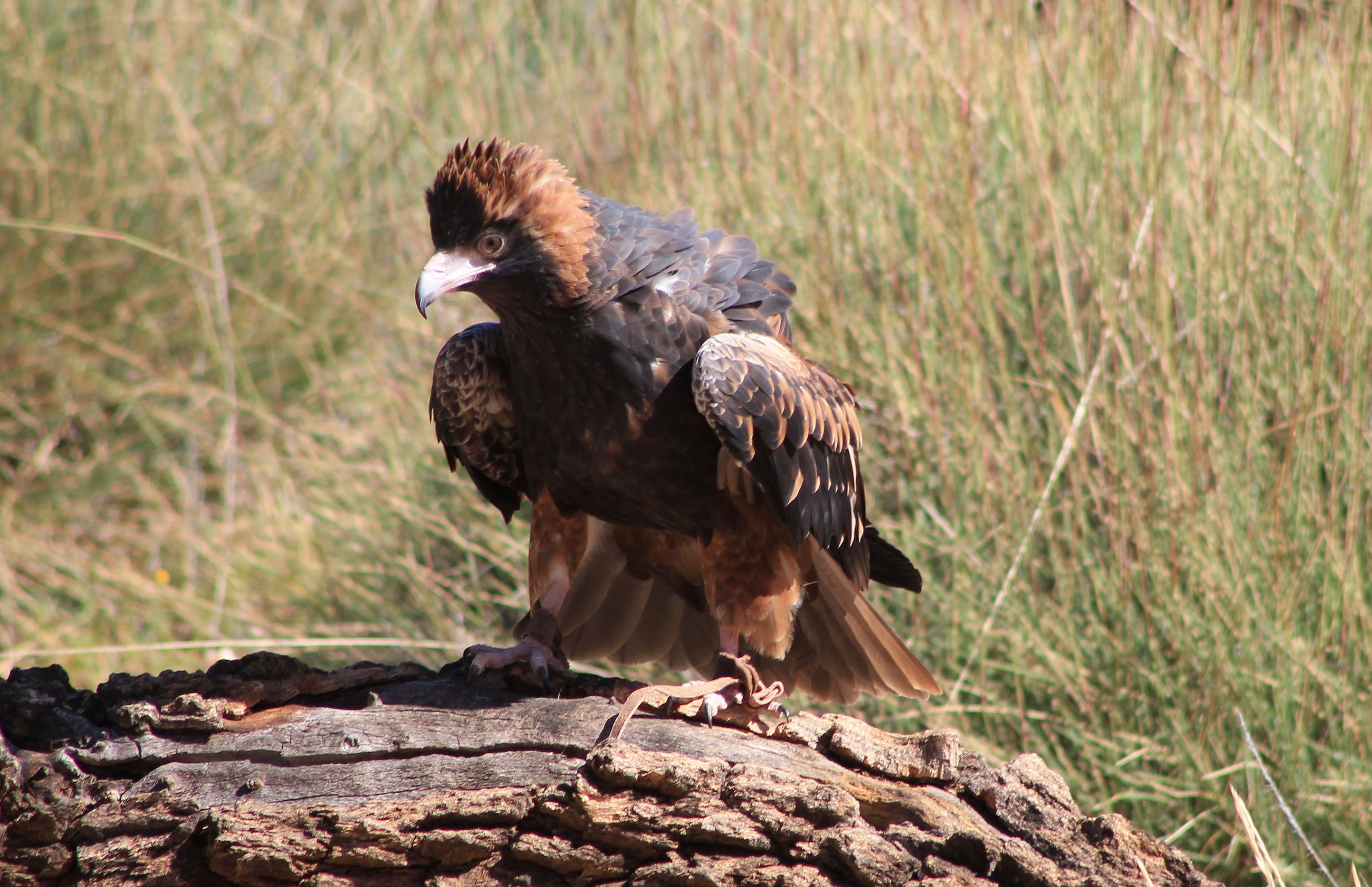 Black-breasted Buzzard (Hamirostra melanosternon)