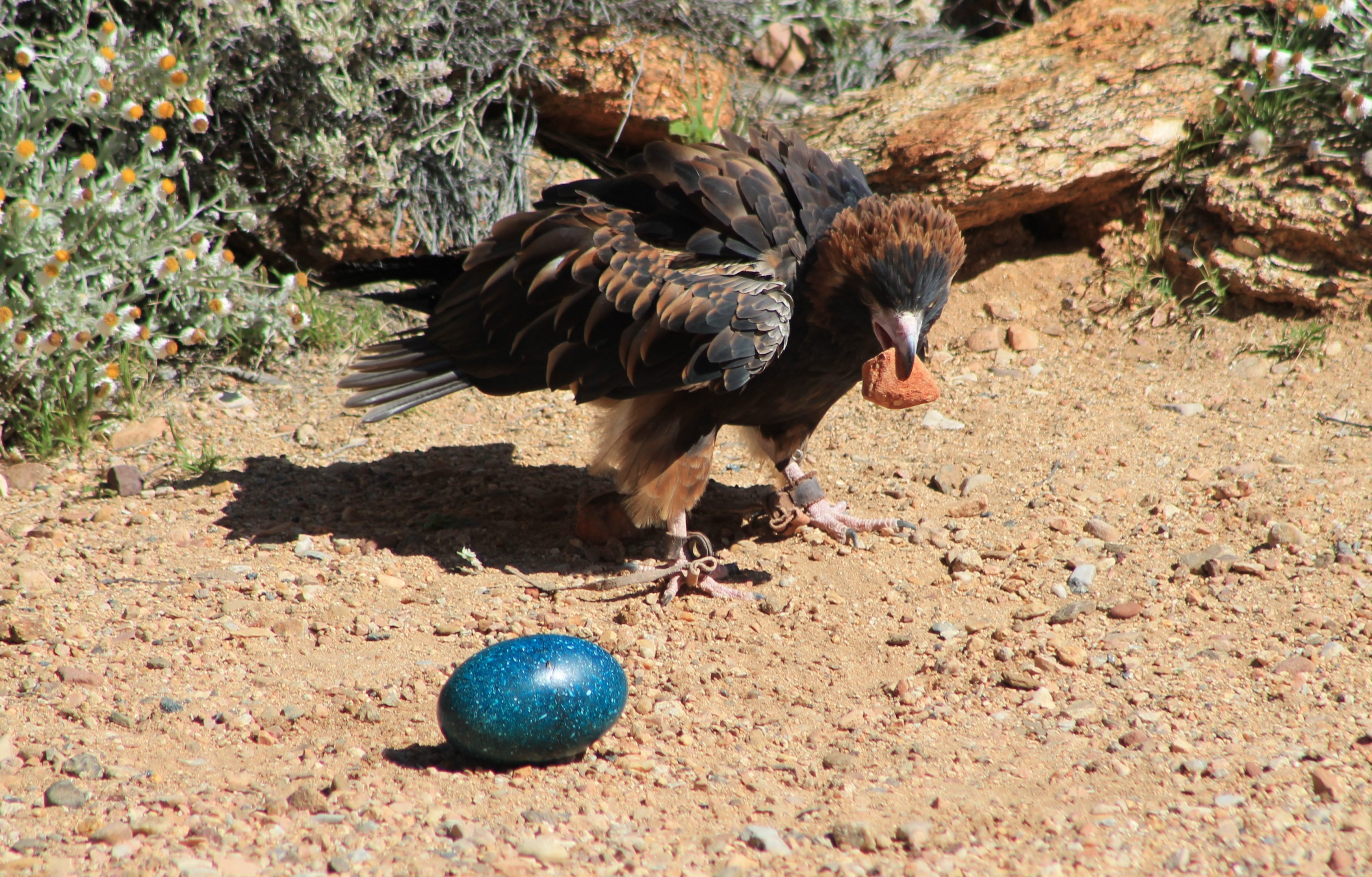 Black-breasted Buzzard (Hamirostra melanosternon)