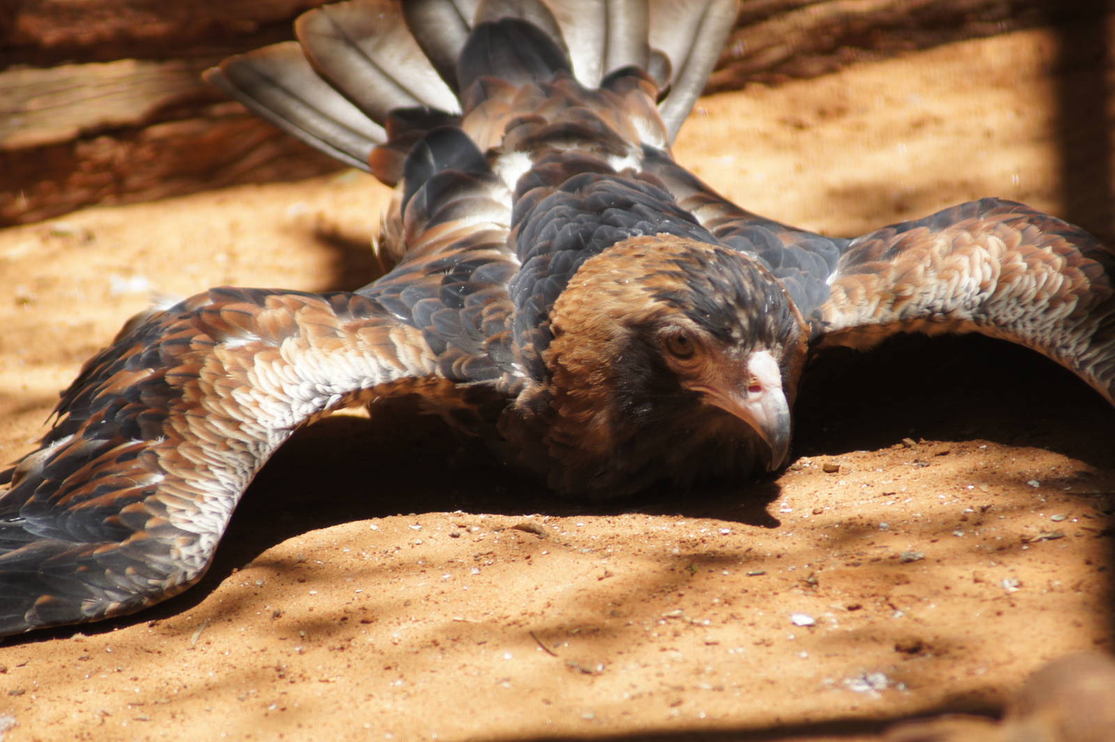 Black breasted buzzard