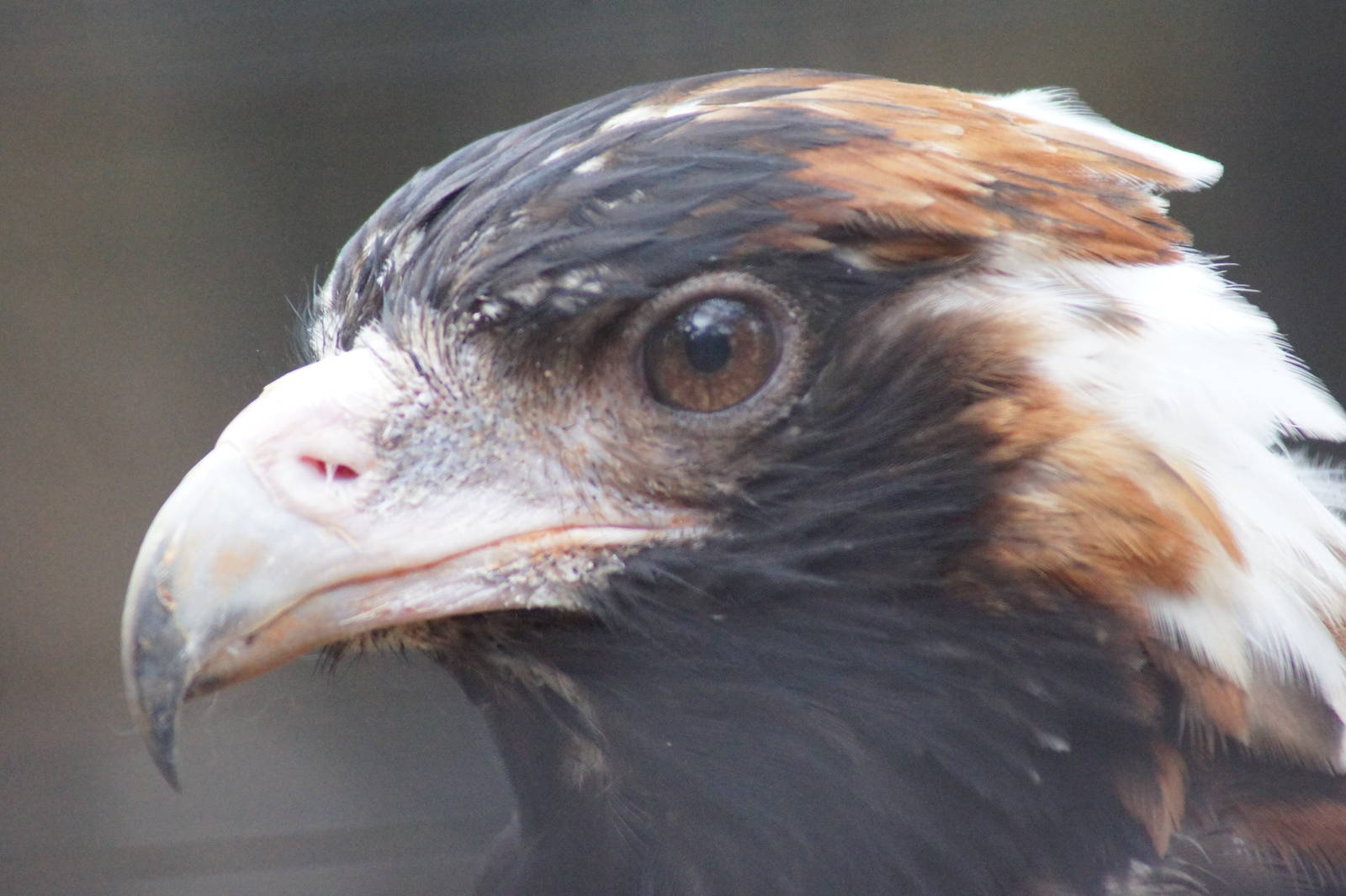 Black breasted buzzard