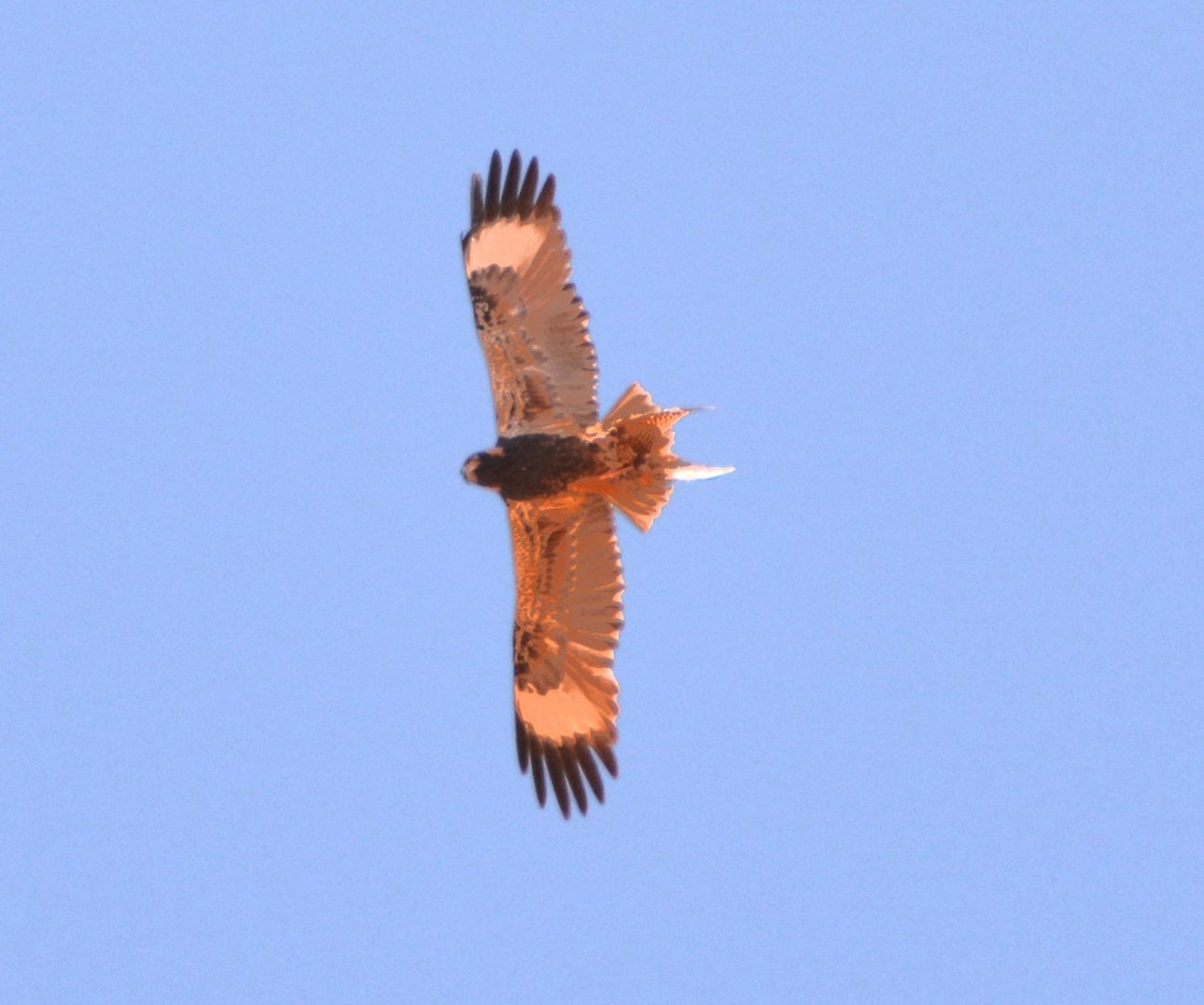 Black-breasted buzzard