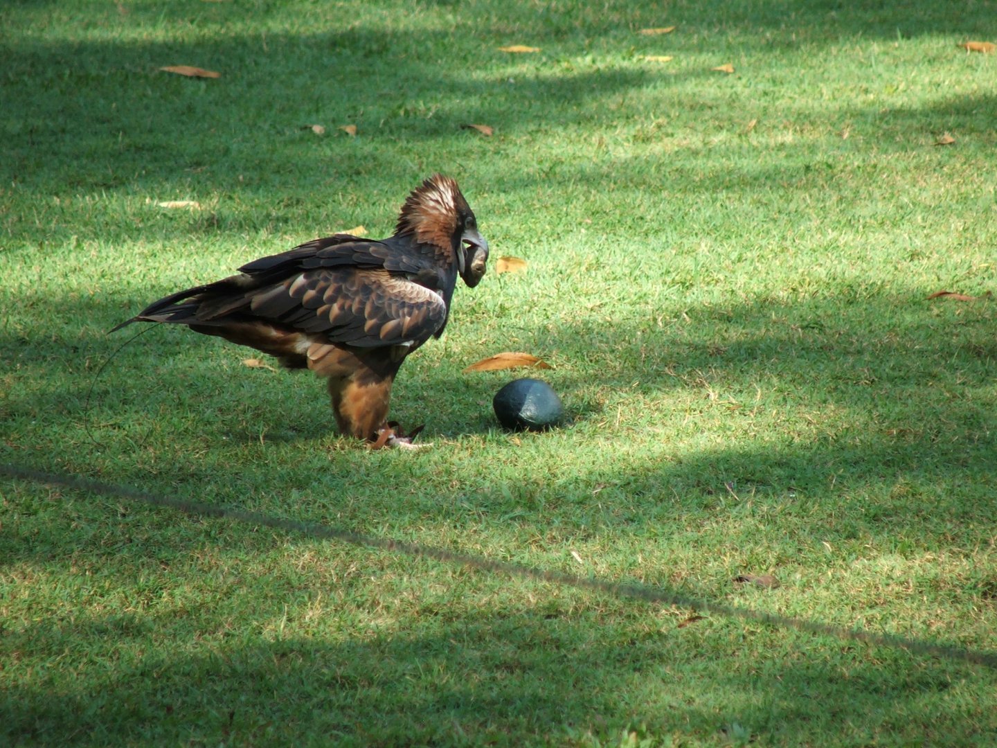 Black-breasted Buzzard