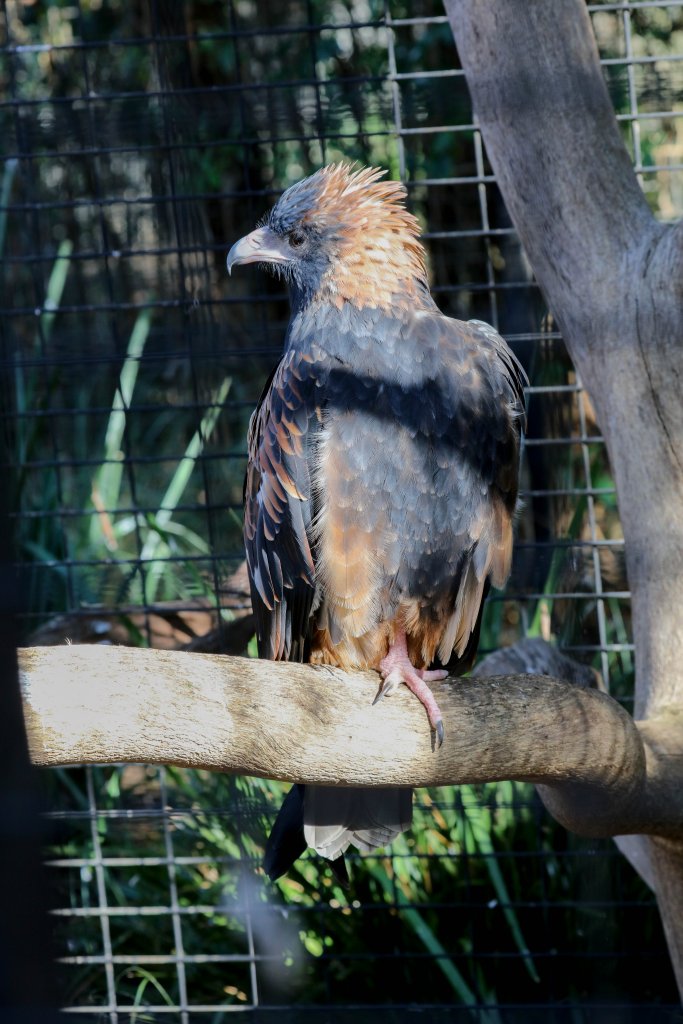 Black-breasted Buzzard