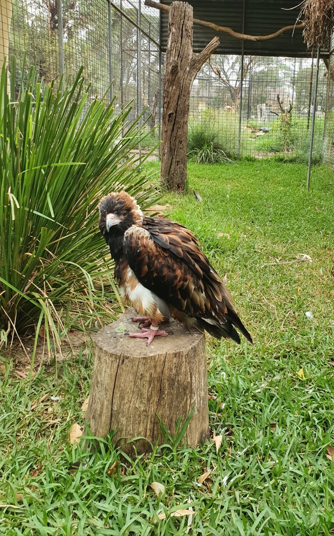 Black-breasted Buzzard