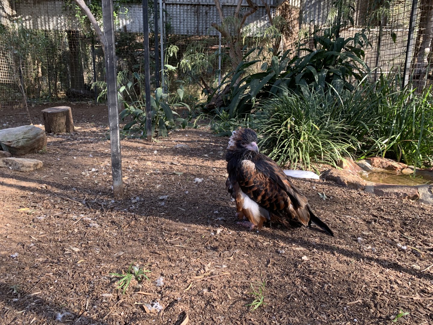 Black-breasted Buzzard