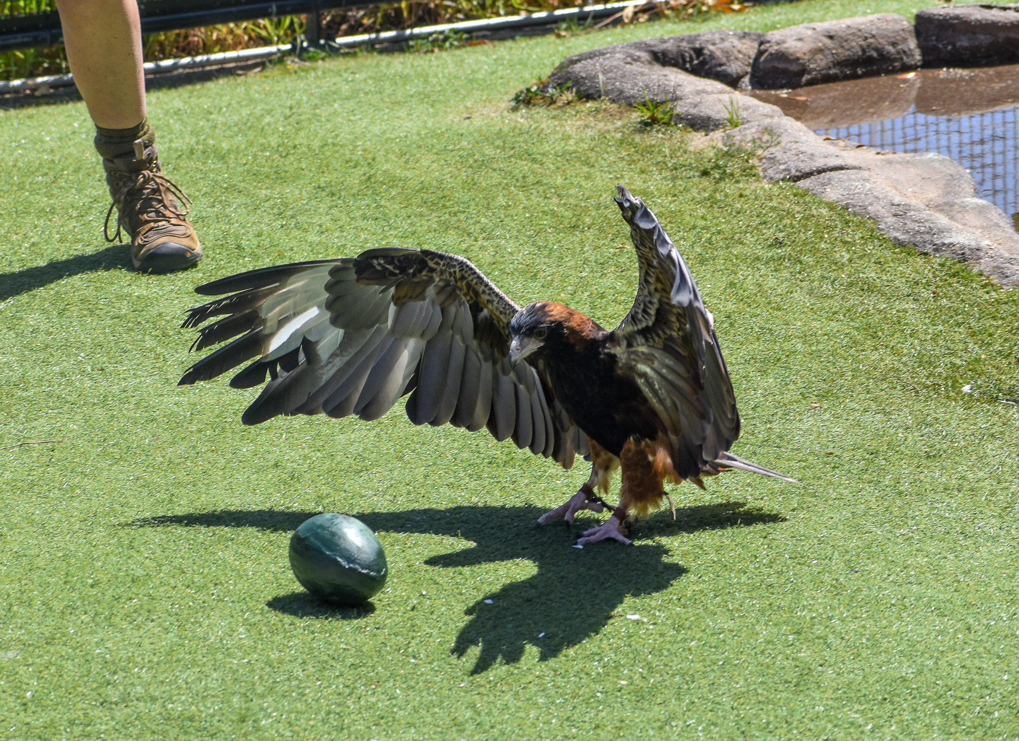 Black-breasted Buzzard