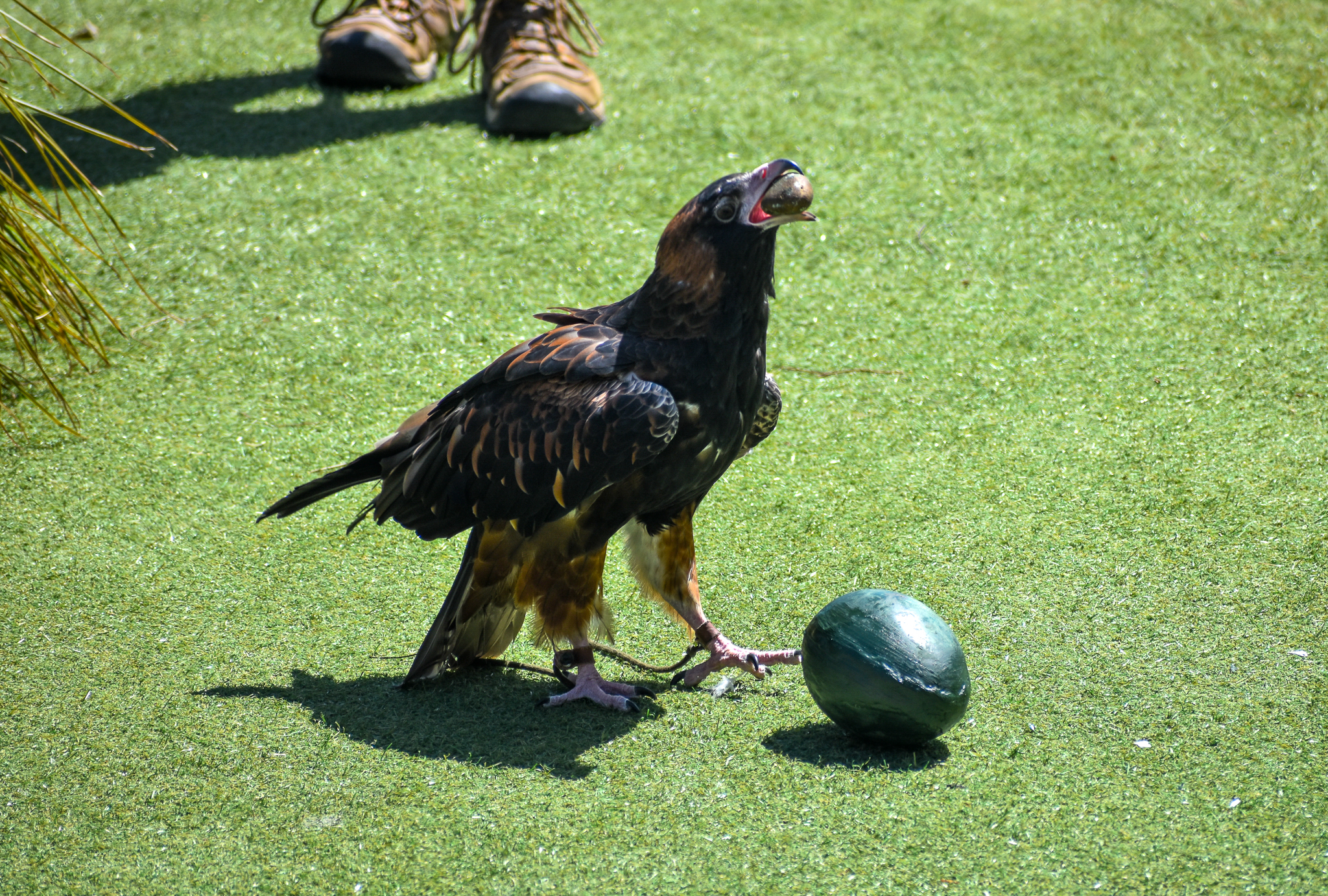 Black-breasted Buzzard