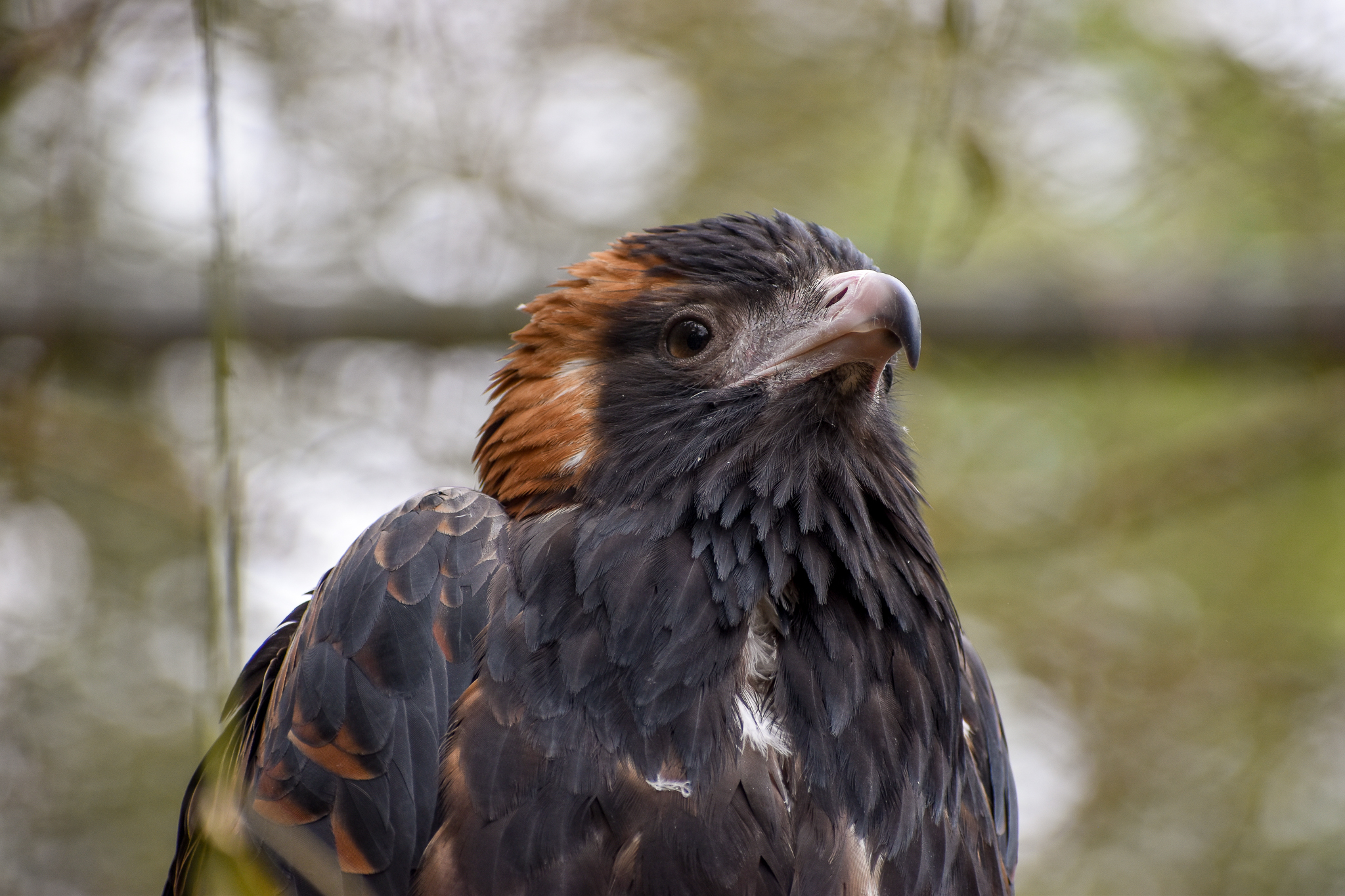 Black-breasted Buzzard