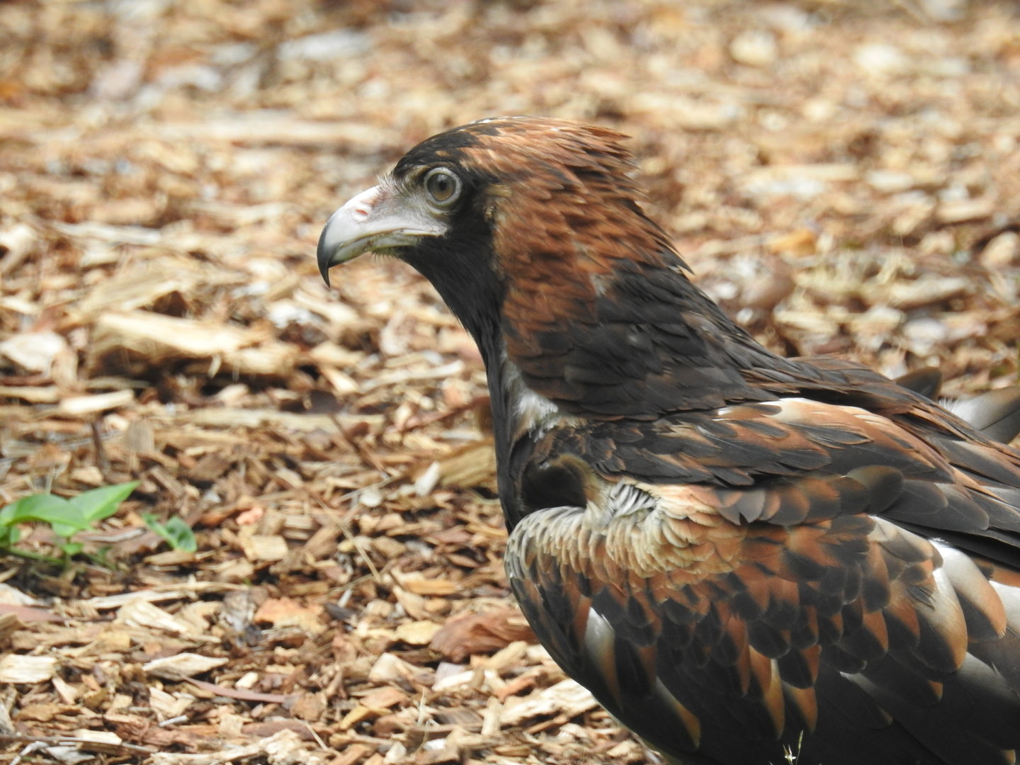 Black-Breasted Buzzard