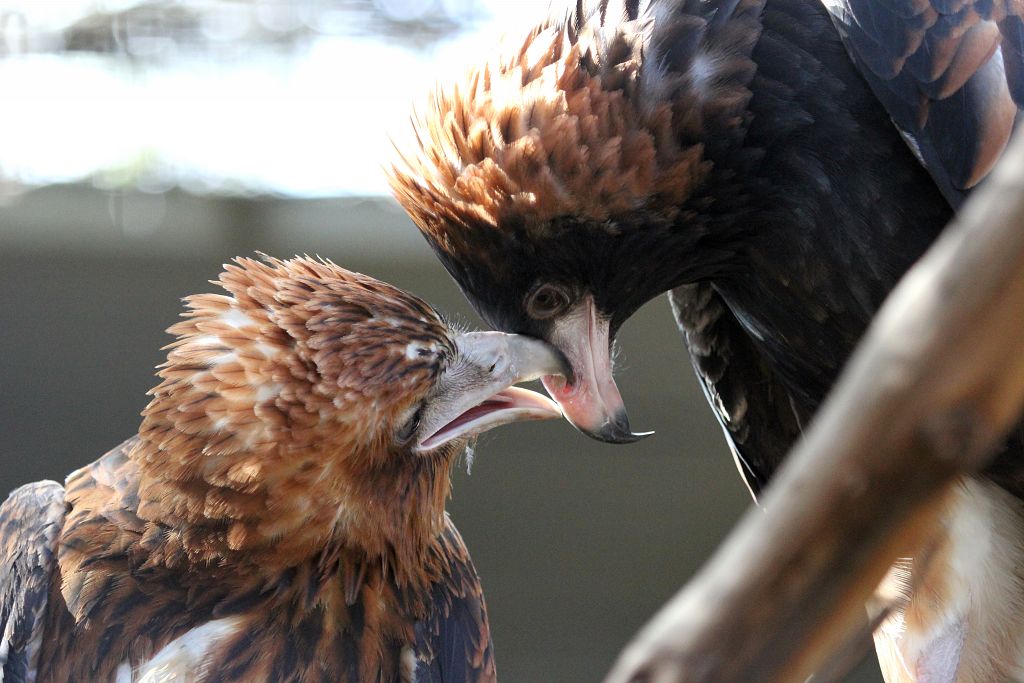 Black Breasted Buzzards