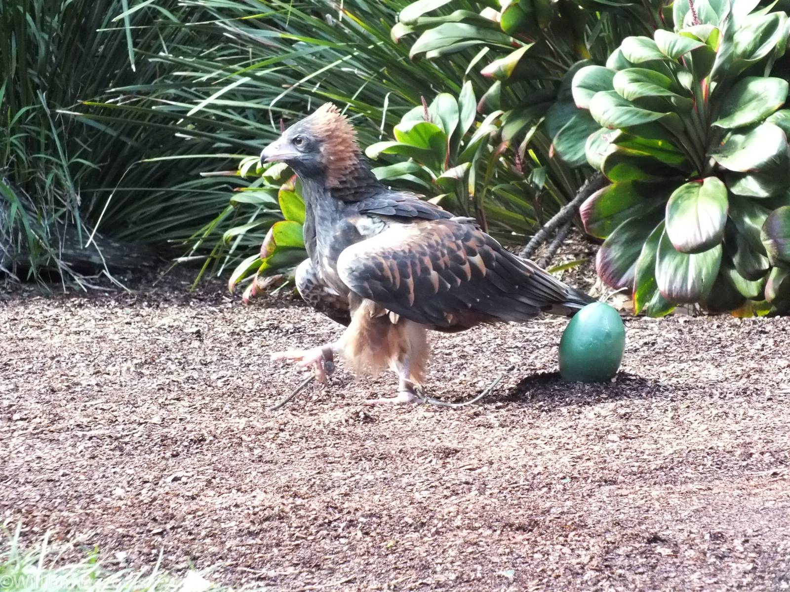 Black-breasted Eagle with Fake Emu Egg Demonstration in the Bird Show