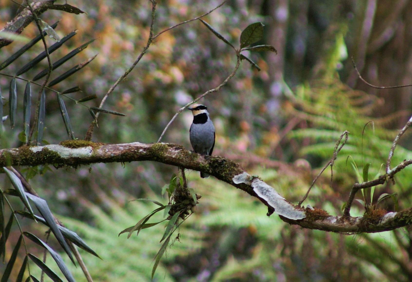 Black-breasted Fruit-hunter (Chlamydochaera jefferyi)
