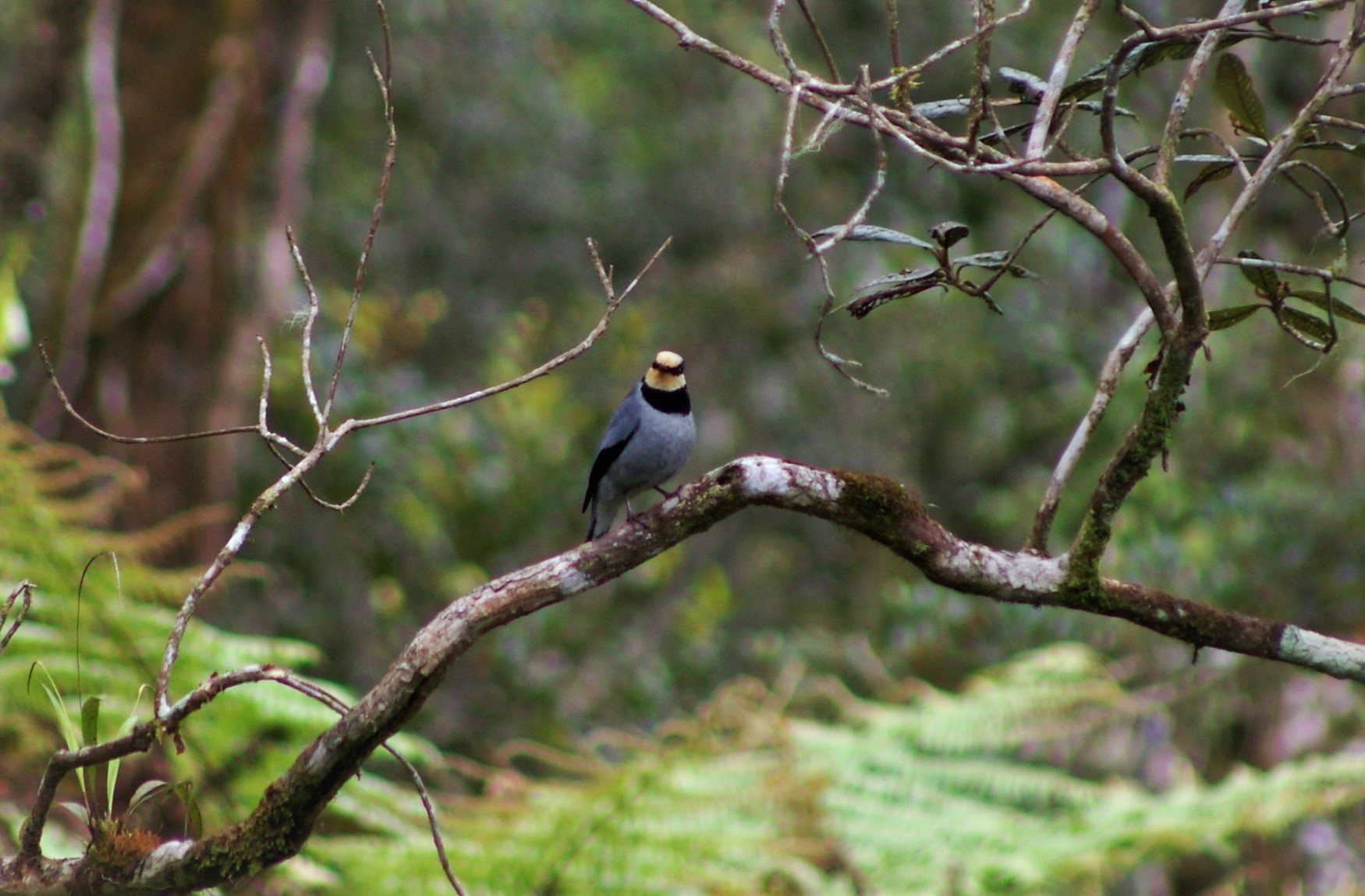 Black-breasted Fruit-hunter (Chlamydochaera jefferyi)