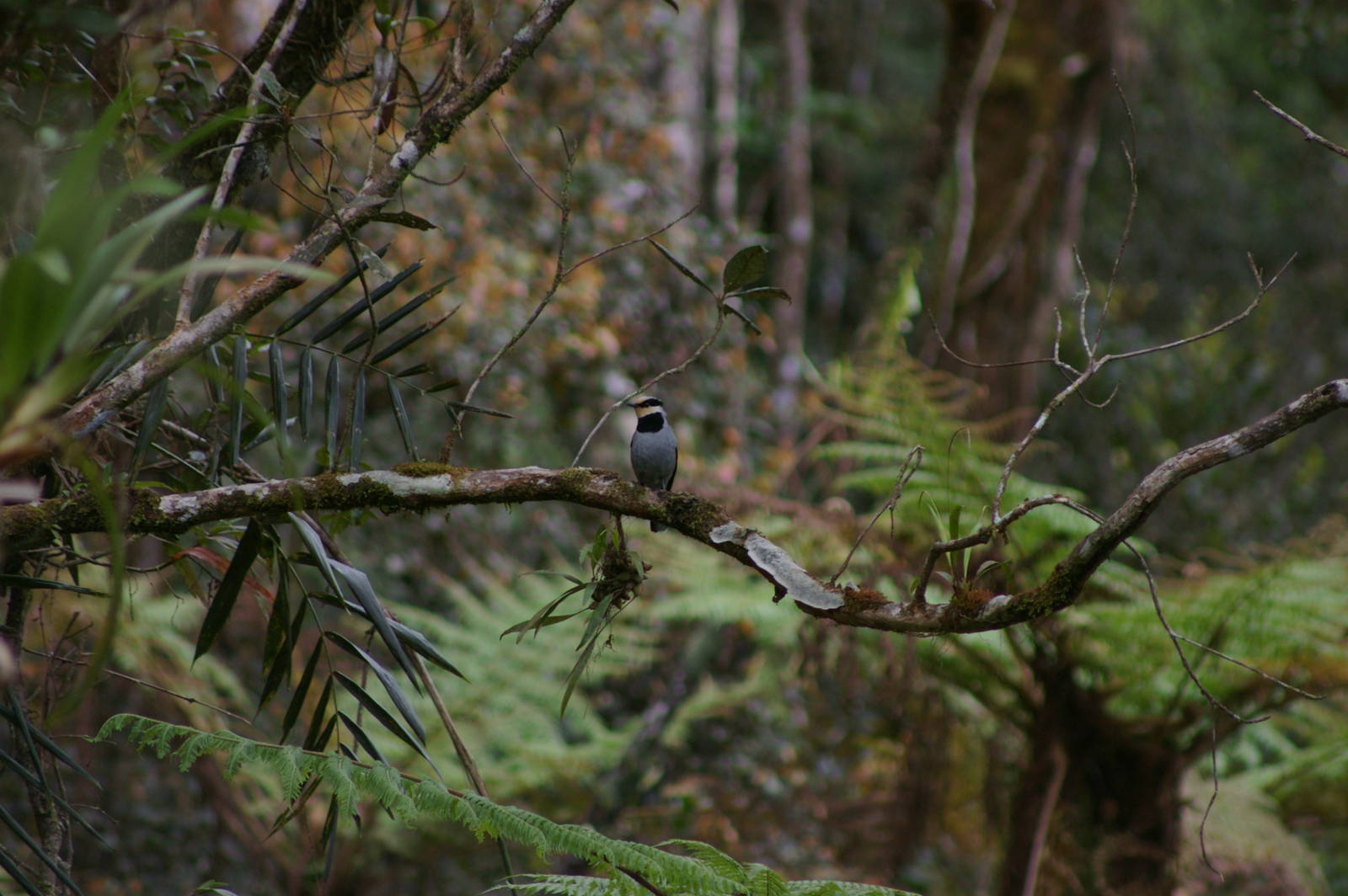 black-breasted fruithunter (Chlamydochaera jefferyi)