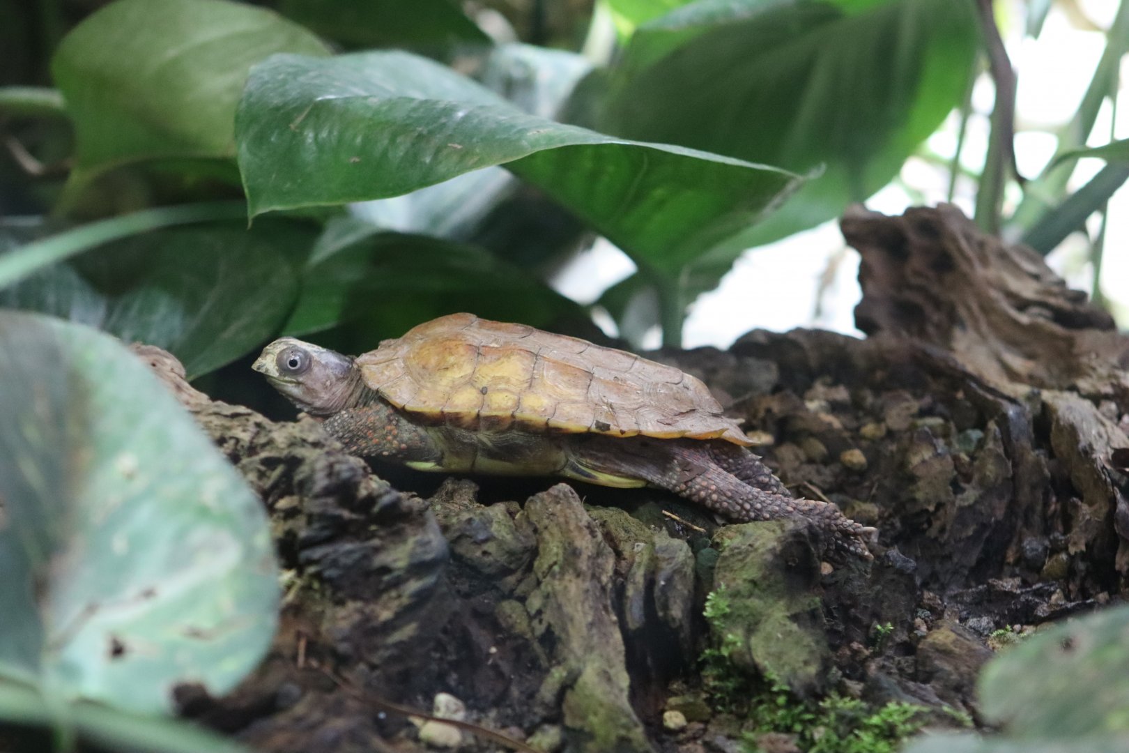 Black-breasted Leaf Turtle - 20 June 2024