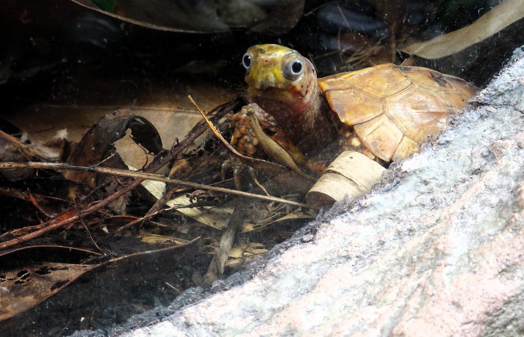 Black-breasted Leaf Turtle 24 August 2025