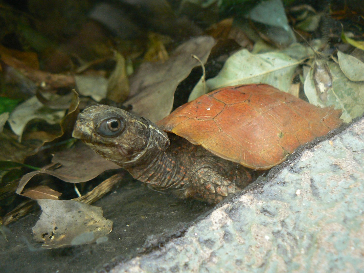 Black-breasted Leaf Turtle - 27 October 2019