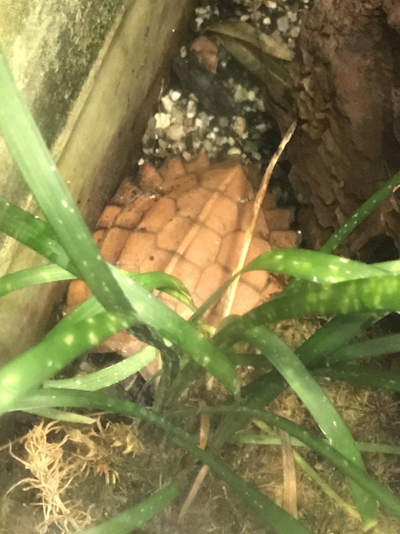 Black-breasted leaf turtle 280118