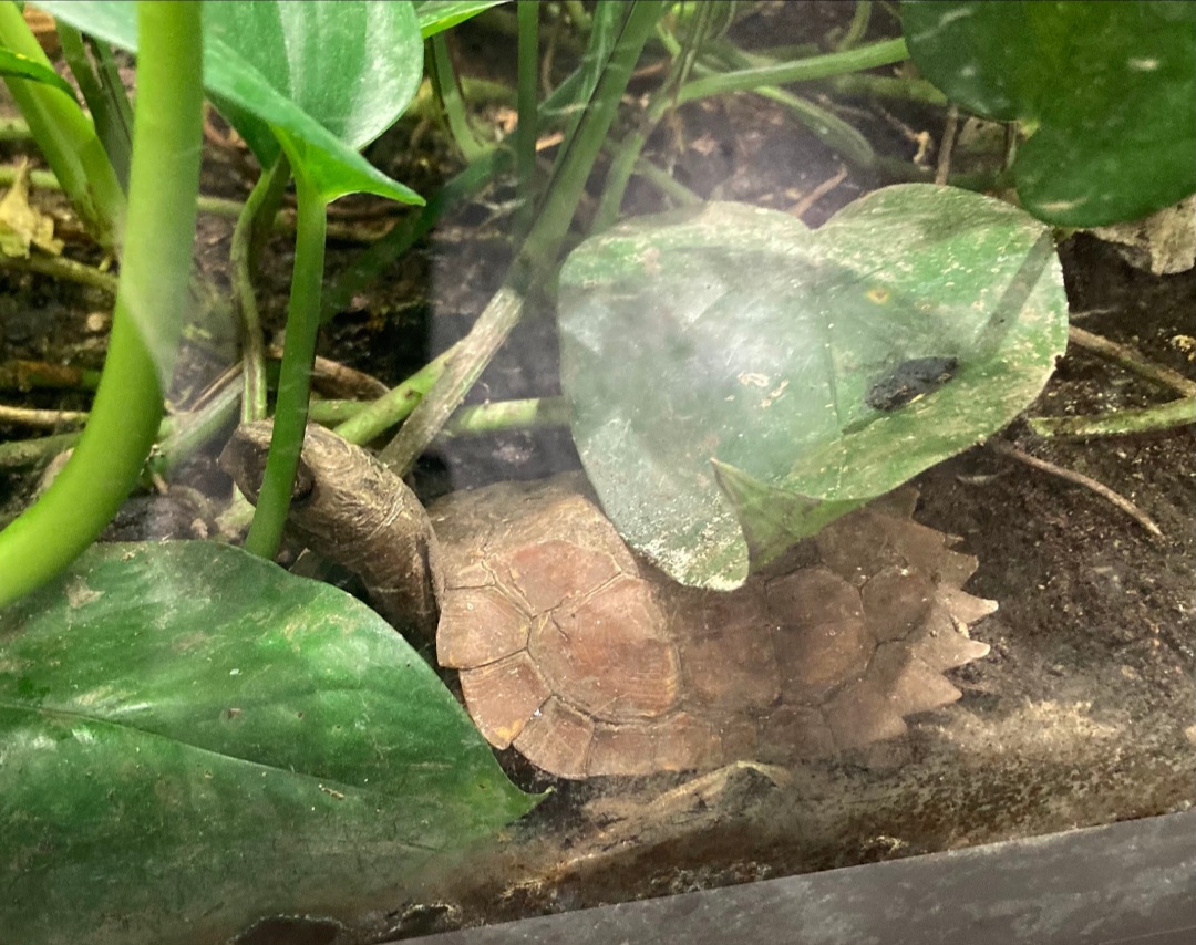 Black breasted leaf turtle (3/3/24)