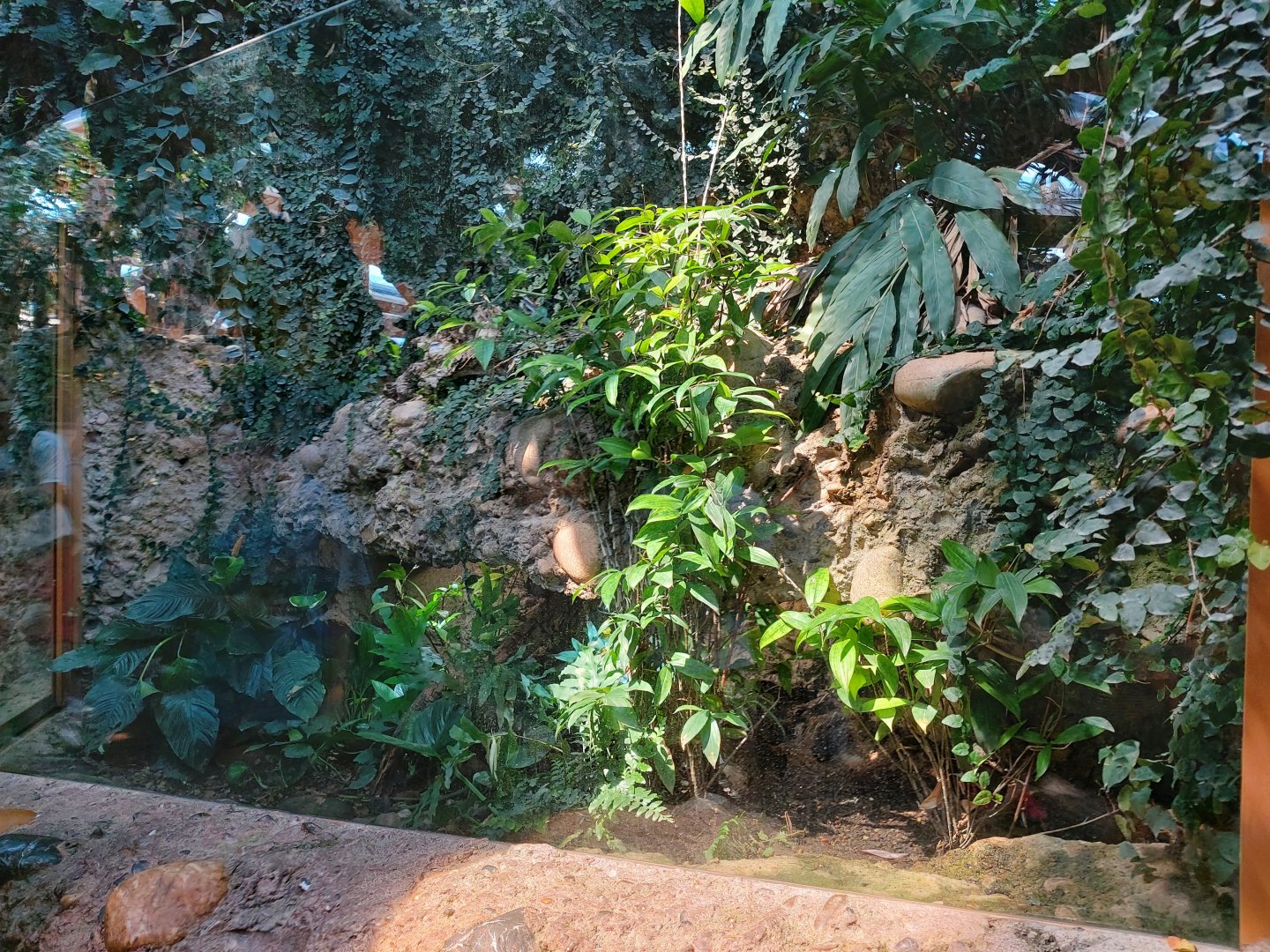 Black-breasted leaf turtle exhibit (July 2020)